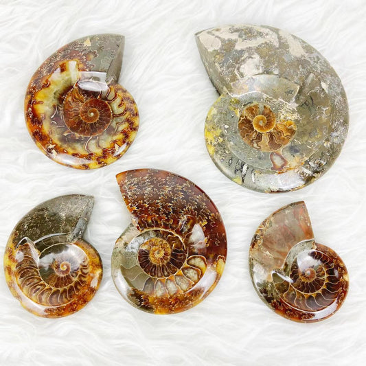 Ammonite Fossils