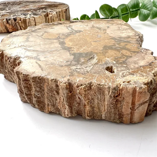 Petrified Wood Fossil Specimen